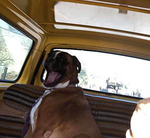 Dogs love trucks-jewelslovetd.jpg